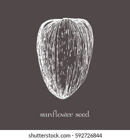 Sunflower seed isolated. Vector sketch hand drawn illustration isolated. Doodle style.