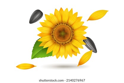 Sunflower with Seed and leaves vector illustration