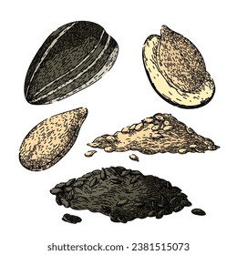 Sonnenblumenkernsatz handgezeichnet. Lebensmittelsnack, Muschelöl, gebratene Landwirtschaft, Sonnenblumenkernskizze, Vektorgrafik. einzelne Farbgrafik