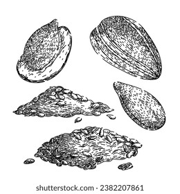 sunflower seed set hand drawn. food snack, shell oil, roasted agriculture sunflower seed vector sketch. isolated black illustration