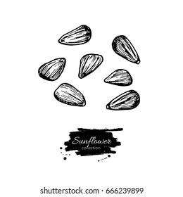 Sunflower seed set vector drawing. Hand drawn isolated illustration. Food ingredient sketch.  Great for packaging design, label, wrapping paper