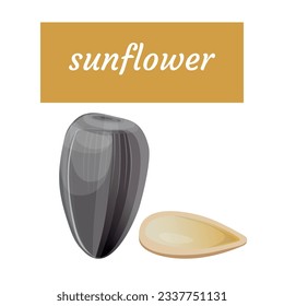 Sunflower seed in shell and without. Vector illustration isolated on white background.