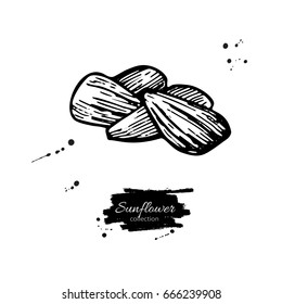 Sunflower seed vector drawing. Hand drawn isolated illustration. Food ingredient sketch.  Great for packaging design, label, wrapping paper