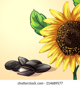 sunflower with seeds