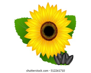 Sunflower and sunflower seeds. 