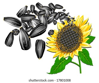 Sunflower seeds and beautiful flower on a white background, vector illustration