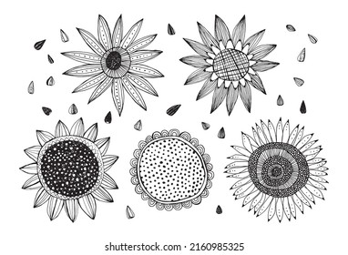 Sunflower and seeds. Black and white illustration isolated.