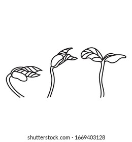 Semillas de girasol dibuja la ilustración plana vectorial. Establecer caricatura de dibujo de esquema de la planta de resorte.