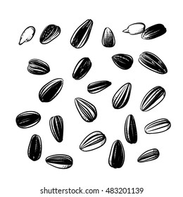 Sunflower seeds isolated on white background. Hand drawn sketch. Vector illustration.