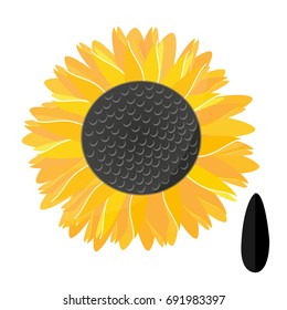 Sunflower and sunflower seeds isolated on white background. Vector