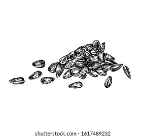 Sunflower seeds in line art style.