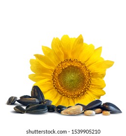 Sunflower seeds low poly. Sunflower flower on white background. Elements for label design. Vector illustration. Sunflower in triangulation technique.