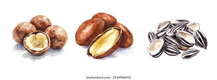 Sunflower Seeds, Macadamia Nuts, Brazil Nuts Watercolor Hand-Painted. Large Oblong Nuts Isolated on White Background. Brazil Nut Illustration, Vector Set