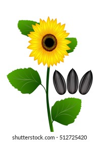Sunflower and sunflower seeds on a white background.