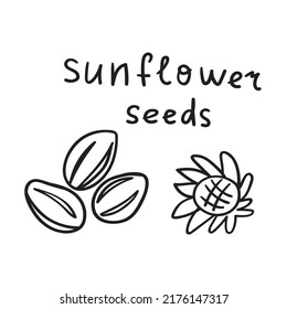 Sunflower seeds. Outline vector illustration on white background.