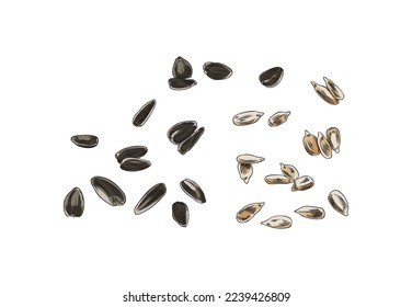 Sunflower seeds peeled and shelled hand drawn engraving style vector illustration isolated on white background. Sunflower edible seeds in black shell.