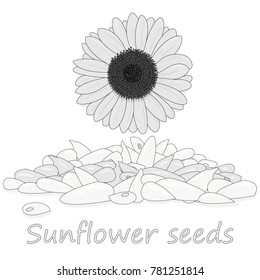 sunflower seeds pile against white background illustation set
