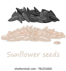 sunflower seeds pile against white background illustation set
