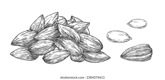 Sunflower Seeds Pile. Hand Drawn Sketch Seeds Vector Illustration. Natural Vegan Plant Based Fruit Food Doodle. Isolated