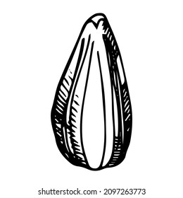 Sunflower seeds. Single element. Hand-drawn. Doodle, sketch, icon. Vector illustration for seasonal designs, menus, prints. On white background.