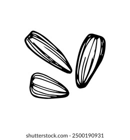 Sunflower seeds sketch. Nut. Illustration isolated on white background.