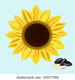 Sunflower and seeds, Vector illustration