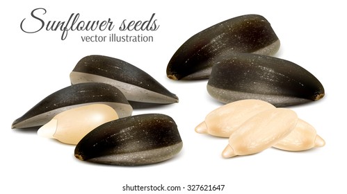 Sunflower seeds. Vector illustration.