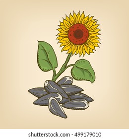 Sunflower and seeds. Vector illustration. Hand drawn illustration.