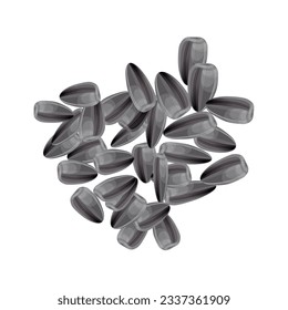Sunflower seeds. Vector illustration isolated on white background in realistic style. Top view