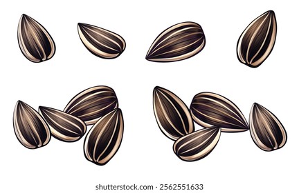 Sunflower seeds vector illustration isolated on white