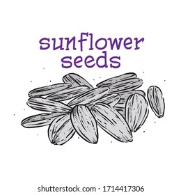 Sunflower seeds vector isolated on white background. Engraved hand drawn sunflower seeds illustration in retro vintage style.