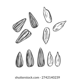 Sunflower Seeds vector. Sunflower Seeds on white background.