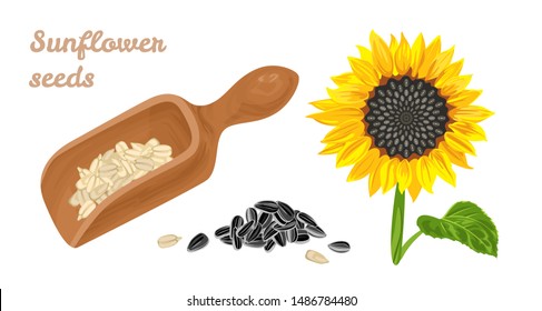 Sunflower seeds in wooden spoon, blooming sunflower with green leaves and heap of unpeeled seeds isolated on white background. Vector illustration of healthy food in cartoon simple flat style.