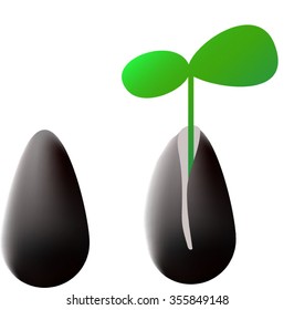 sunflower seeds with a young sprout