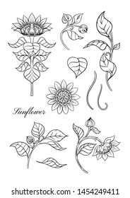 Sunflower. Set of elements for design Vector illustration. Outline hand drawing in art nouveau style, vintage, old, retro style.