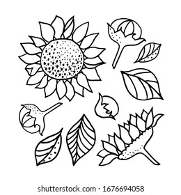 Sunflower. The set of elements of a flower of a sunflower. Linear black- and- white drawing by hand. Vector illustration. Design elements for postcards and posters. Coloring.