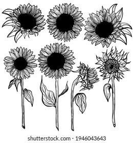 Sunflower Set flower line art on white background illustration. Hand-drawn decorative blooming sunflower elements in vector