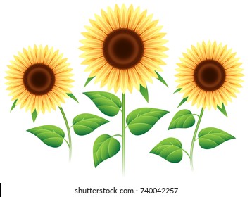 Sunflower set isolated on white background. Vector cartoon sunflowers plants for summer invitation
