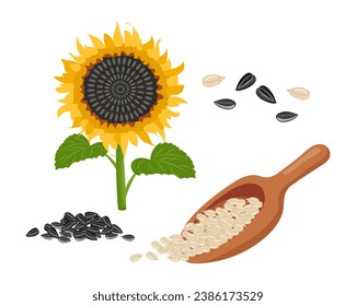 Sunflower set. Sunflower oil, sunflower plant, seeds. Agriculture, food. Vector