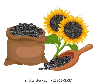 Sunflower set. Sunflower oil, sunflower plant, seeds. Agriculture, food. Vector