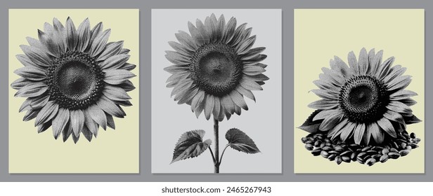 sunflower set Set of old engraved sunflowers, sunflower vector, vintage engraved illustration, sunflower graphic art.