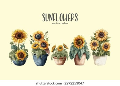 sunflower set on isolated simple background, sunflowers watercolor illustration