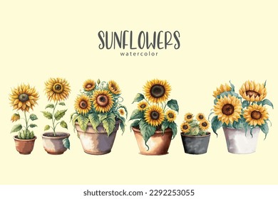 sunflower set on isolated simple background, sunflowers watercolor illustration