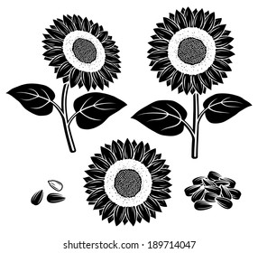 Sunflower set. Vector