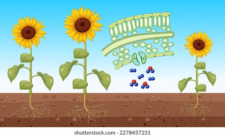 Diagrama de girasol y proceso de fotosíntesis. 296154 Vector en Vecteezy