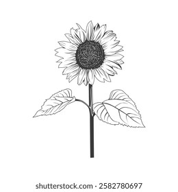 Sunflower silhouette illustration isolated on white