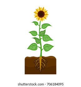 Sunflower, single icon in cartoon style.Sunflower vector symbol stock illustration web.