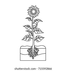Sunflower, single icon in outline style.Sunflower vector symbol stock illustration web.