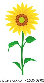 Sunflower -single object
