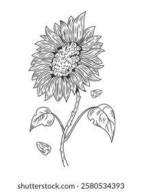 Sunflower sketch. Blooming plant. Blossom petals and leaves. Flaxseed oil. Engraving summer flower bud. Natural agriculture seeds. Organic oily grains. Floral element. Vector botanical graphic drawing